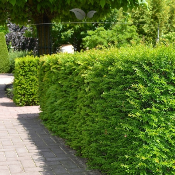 Nicht-Fruchtende Bechereibe Taxus media Hillii 60-80 cm | Heckenpflanze | Gardline