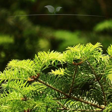 Nicht-Fruchtende Bechereibe Taxus media Hillii 40-50 cm im Topf | Immergrüne Heckenpflanze | Gardline