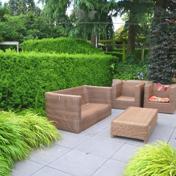 Nicht-Fruchtende Bechereibe Taxus media Hillii 40-50 cm im Topf | Heckenpflanze | Gardline Nicht-Fruchtende Bechereibe Taxus media Hillii 40-50 cm im Topf | Heckenpflanze | Gardline