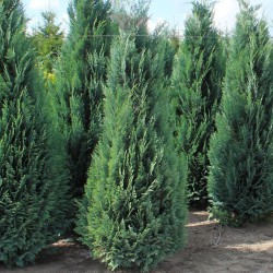 Blaue Scheinzypresse Chamaecyparis Columnaris 80-100 cm | Heckenpflanze | Gardline