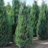 Blaue Scheinzypresse Chamaecyparis Columnaris 140-160 cm | Heckenpflanze | Gardline Blaue Scheinzypresse Chamaecyparis Columnaris 140-160 cm | Heckenpflanze | Gardline