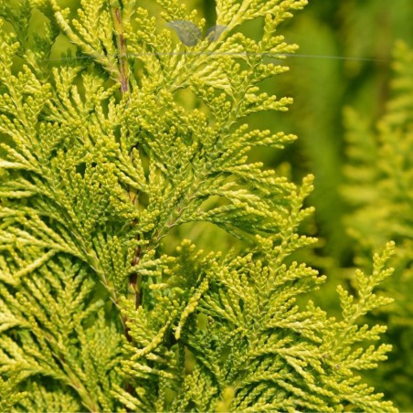 Gelbe Scheinzypresse Chamaecyparis Ivonne 60-80 cm | Immergrüne Heckenpflanze | Gardline