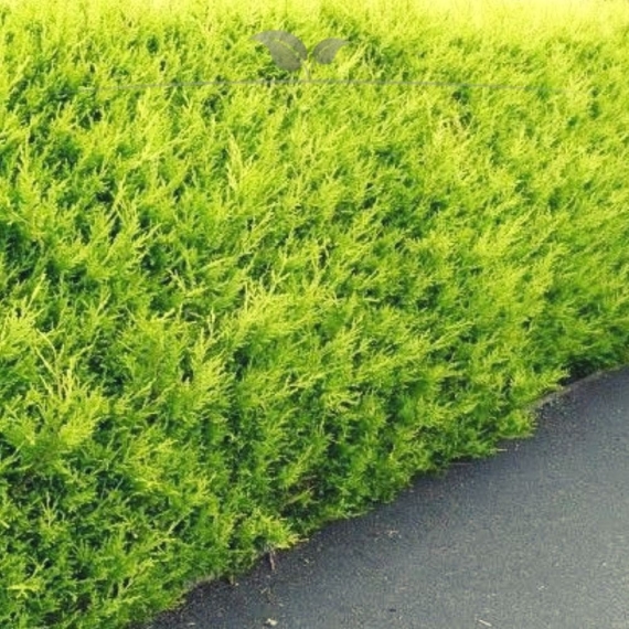 Gelbe Scheinzypresse Chamaecyparis Ivonne 140-160 cm | Heckenpflanze | Gardline Gelbe Scheinzypresse Chamaecyparis Ivonne 140-160 cm | Heckenpflanze | Gardline