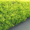 Gelbe Scheinzypresse Chamaecyparis Ivonne 140-160 cm | Heckenpflanze | Gardline Gelbe Scheinzypresse Chamaecyparis Ivonne 140-160 cm | Heckenpflanze | Gardline