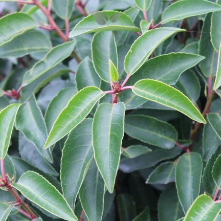 Portugiesischer Kirschlorbeer Prunus Angustifolia 50-60 cm | Heckenpflanze | Gardline