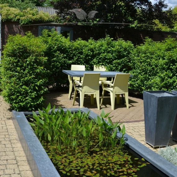 Portugiesischer Kirschlorbeer Prunus Angustifolia 160-180 cm | Heckenpflanze | Gardline Portugiesischer Kirschlorbeer Prunus Angustifolia 160-180 cm | Heckenpflanze | Gardline
