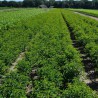 Portugiesischer Kirschlorbeer Prunus Angustifolia 160-180 cm | Heckenpflanze | Gardline Portugiesischer Kirschlorbeer Prunus Angustifolia 160-180 cm | Heckenpflanze | Gardline