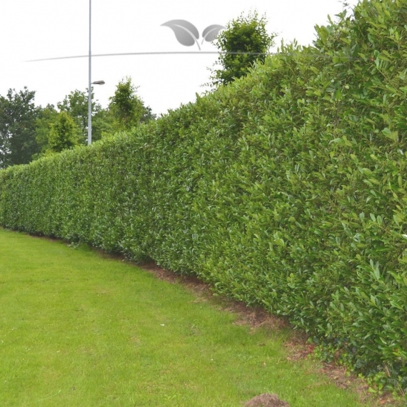 Kirschlorbeer Prunus Caucasica 160-180 cm | Heckenpflanze | Gardline Kirschlorbeer Prunus Caucasica 160-180 cm | Heckenpflanze | Gardline