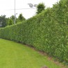 Kirschlorbeer Prunus Caucasica 160-180 cm | Heckenpflanze | Gardline Kirschlorbeer Prunus Caucasica 160-180 cm | Heckenpflanze | Gardline