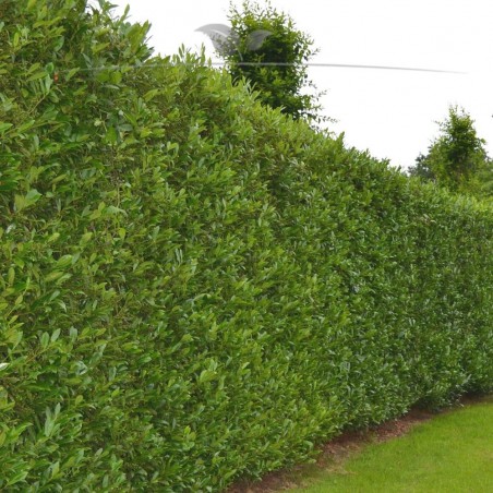 Kirschlorbeer Prunus Caucasica 100-120 cm im Topf | Immergrüne Heckenpflanze | Gardline