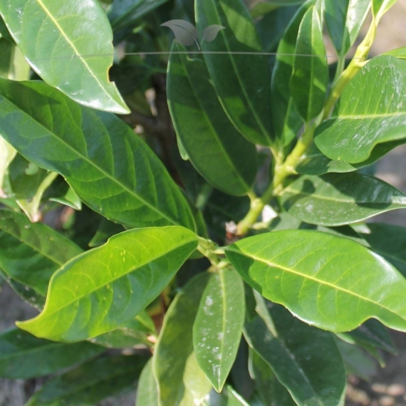 Kirschlorbeer Prunus Herbergii 60-80 cm | Heckenpflanze | Gardline