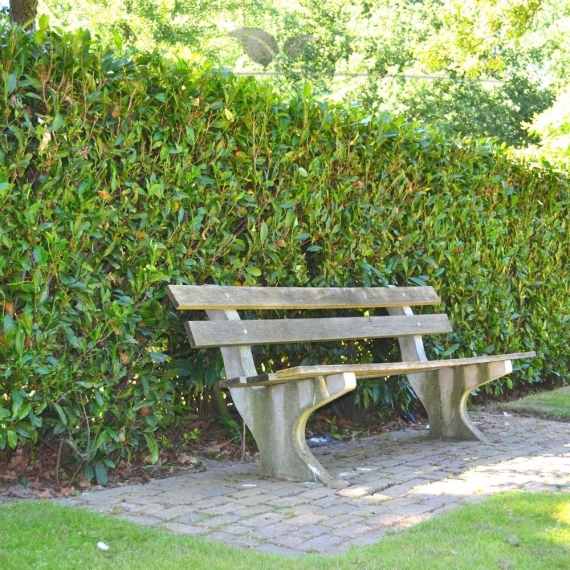 Kirschlorbeer Prunus Herbergii 120-140 cm | Heckenpflanze | Gardline Kirschlorbeer Prunus Herbergii 120-140 cm | Heckenpflanze | Gardline