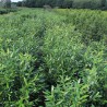 Kirschlorbeer Prunus Herbergii 120-140 cm | Heckenpflanze | Gardline Kirschlorbeer Prunus Herbergii 120-140 cm | Heckenpflanze | Gardline