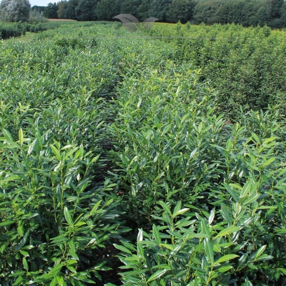 Kirschlorbeer Prunus Herbergii 140-160 cm | Heckenpflanze | Gardline Kirschlorbeer Prunus Herbergii 140-160 cm | Heckenpflanze | Gardline
