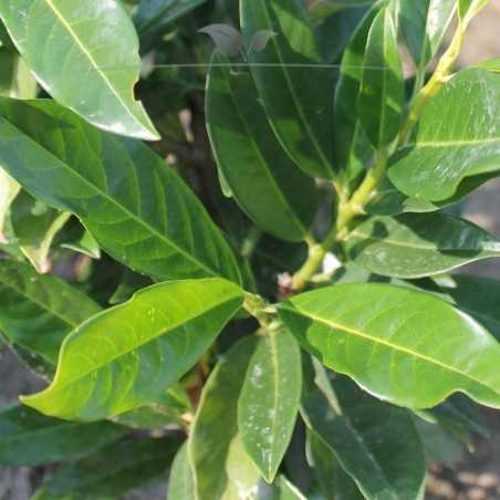 Kirschlorbeer Prunus Herbergii 40-60 cm im Topf | Immergrüne Heckenpflanze | Gardline