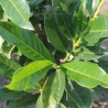 Kirschlorbeer Prunus Herbergii 40-60 cm im Topf | Heckenpflanze | Gardline Kirschlorbeer Prunus Herbergii 40-60 cm im Topf | Heckenpflanze | Gardline