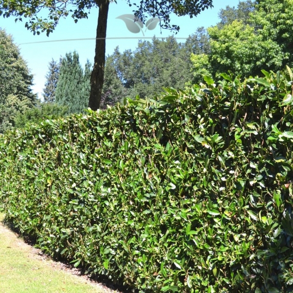 Kirschlorbeer Prunus Herbergii 80-100 cm im Topf | Heckenpflanze | Gardline Kirschlorbeer Prunus Herbergii 80-100 cm im Topf | Heckenpflanze | Gardline
