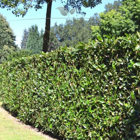 Kirschlorbeer Prunus Herbergii 100-120 cm im Topf | Immergrüne Heckenpflanze | Gardline