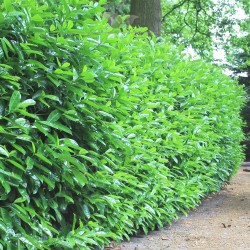 Kirschlorbeer Prunus Novita 40-60 cm | Immergrüne Heckenpflanze | Gardline