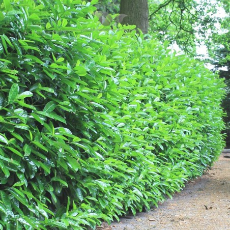 Kirschlorbeer Prunus Novita 60-80 cm | Immergrüne Heckenpflanze | Gardline