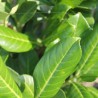 Kirschlorbeer Prunus Novita 40-60 cm im Topf | Heckenpflanze | Gardline Kirschlorbeer Prunus Novita 40-60 cm im Topf | Heckenpflanze | Gardline