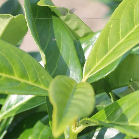 Kirschlorbeer Prunus Genolia 120-140 cm | Immergrüne Heckenpflanze | Gardline