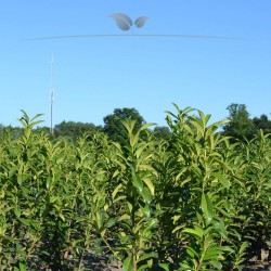 Kirschlorbeer Prunus Genolia 160-180 cm | Immergrüne Heckenpflanze | Gardline