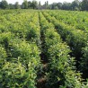 Kirschlorbeer Prunus Genolia 180-200 cm | Heckenpflanze | Gardline Kirschlorbeer Prunus Genolia 180-200 cm | Heckenpflanze | Gardline