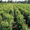 Kirschlorbeer Prunus Genolia 180-200 cm im Topf | Heckenpflanze | Gardline Kirschlorbeer Prunus Genolia 180-200 cm im Topf | Heckenpflanze | Gardline