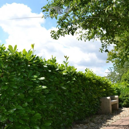 Großblättriger Kirschlorbeer Prunus Rotundifolia 80-100 cm | Immergrüne Heckenpflanze | Gardline