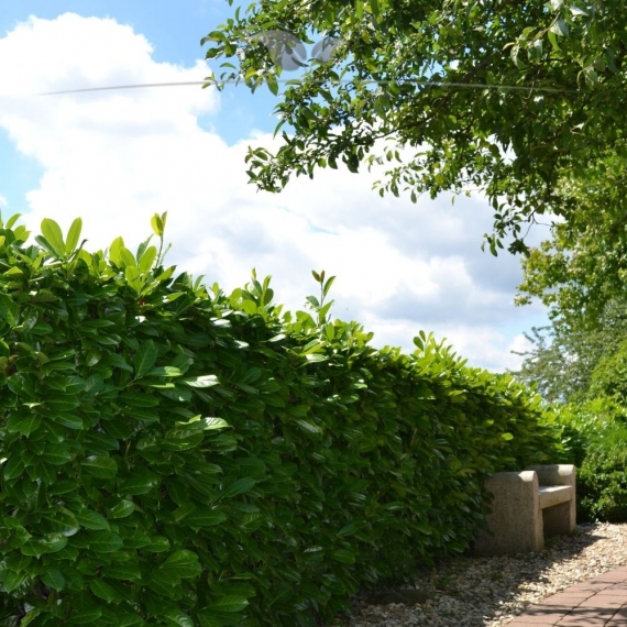 Großblättriger Kirschlorbeer Prunus Rotundifolia 100-120 cm | Heckenpflanze | Gardline Großblättriger Kirschlorbeer Prunus Rotundifolia 100-120 cm | Heckenpflanze | Gardline