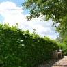 Großblättriger Kirschlorbeer Prunus Rotundifolia 160-180 cm | Heckenpflanze | Gardline Großblättriger Kirschlorbeer Prunus Rotundifolia 160-180 cm | Heckenpflanze | Gardline