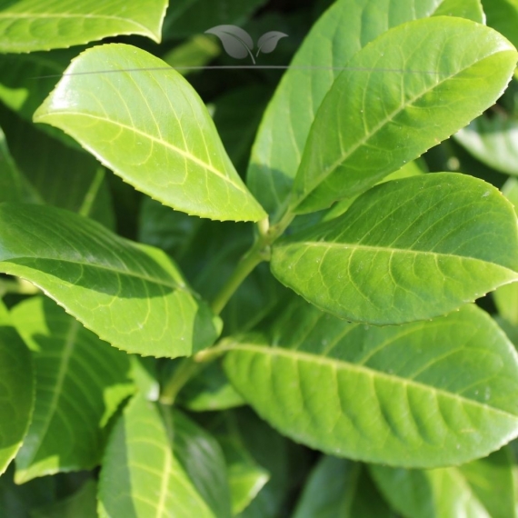 Großblättriger Kirschlorbeer Prunus Rotundifolia 80-100 cm im Topf | Heckenpflanze | Gardline