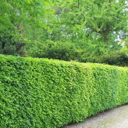 Rotbuche Fagus sylvatica 80-100 cm Wurzelnackt | Heckenpflanze | Gardline