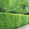 Rotbuche Fagus sylvatica 100-125 cm Wurzelnackt | Heckenpflanze | Gardline Rotbuche Fagus sylvatica 100-125 cm Wurzelnackt | Heckenpflanze | Gardline