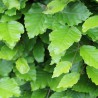 Rotbuche Fagus sylvatica 100-125 cm Wurzelnackt | Heckenpflanze | Gardline Rotbuche Fagus sylvatica 100-125 cm Wurzelnackt | Heckenpflanze | Gardline