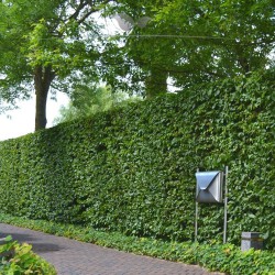 Rotbuche Fagus sylvatica 80-100 cm im Topf | Heckenpflanze | Gardline