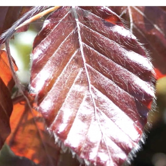 Blutbuche Fagus sylvatica Atropunicea 80-100 cm Wurzelnackt | Heckenpflanze | Gardline