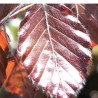 Blutbuche Fagus sylvatica Atropunicea 60-80 cm im Topf | Heckenpflanze | Gardline Blutbuche Fagus sylvatica Atropunicea 60-80 cm im Topf | Heckenpflanze | Gardline