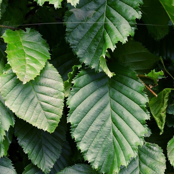Hainbuche Carpinus betulus 100-125 cm Wurzelnackt | Heckenpflanze | Gardline Hainbuche Carpinus betulus 100-125 cm Wurzelnackt | Heckenpflanze | Gardline