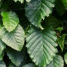 Hainbuche Carpinus betulus 100-125 cm Wurzelnackt | Heckenpflanze | Gardline Hainbuche Carpinus betulus 100-125 cm Wurzelnackt | Heckenpflanze | Gardline