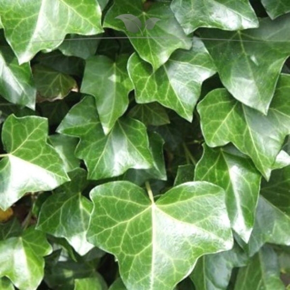 Irischer Efeu Hedera hibernica 80-100 cm im Topf | Heckenpflanze | Gardline