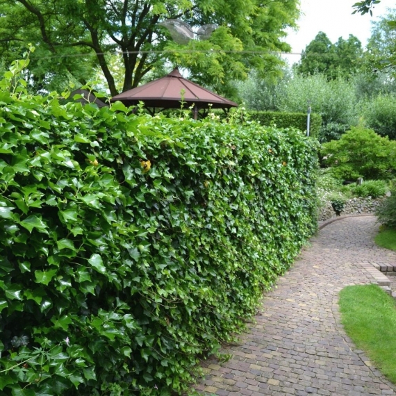 Irischer Efeu Hedera hibernica 125-150 cm im Topf | Heckenpflanze | Gardline