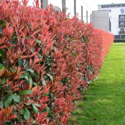 Glanzmispel Photinia Red Robin 60-80 cm | Heckenpflanze | Gardline