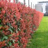 Glanzmispel Photinia Red Robin 100-125 cm | Heckenpflanze | Gardline Glanzmispel Photinia Red Robin 100-125 cm | Heckenpflanze | Gardline