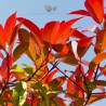 Glanzmispel Photinia Red Robin 100-125 cm | Heckenpflanze | Gardline Glanzmispel Photinia Red Robin 100-125 cm | Heckenpflanze | Gardline