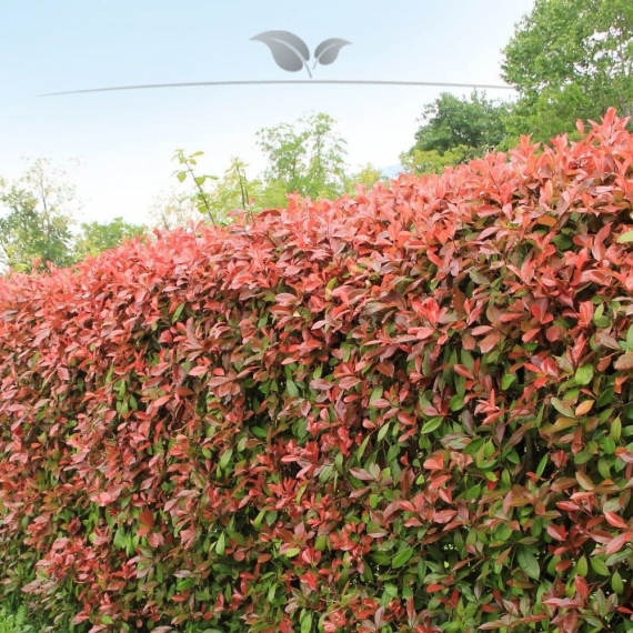 Glanzmispel Photinia Red Robin 175-200 cm im Topf | Heckenpflanze | Gardline Glanzmispel Photinia Red Robin 175-200 cm im Topf | Heckenpflanze | Gardline