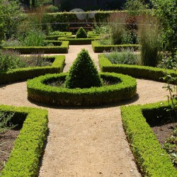 Buchsbaum Buxus sempervirens 30-40 cm | Heckenpflanze | Gardline