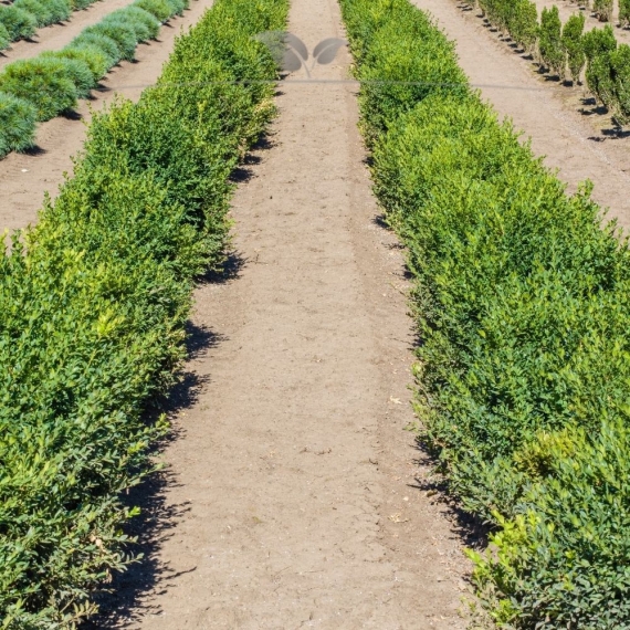 Buchsbaum Buxus sempervirens 40-50 cm | Heckenpflanze | Gardline