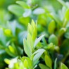 Buchsbaum Buxus sempervirens 60-80 cm | Heckenpflanze | Gardline Buchsbaum Buxus sempervirens 60-80 cm | Heckenpflanze | Gardline